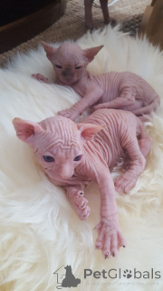 Foto №2 zu Ankündigung № 167528 zu verkaufen sphynx-katze - einkaufen Dänemark quotient 	ankündigung, züchter