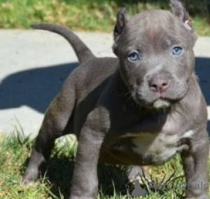 Foto №1. american pit bull terrier - zum Verkauf in der Stadt München | verhandelt | Ankündigung № 170042