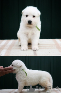 Foto №4. Ich werde verkaufen berger blanc suisse in der Stadt Москва. vom kindergarten - preis - verhandelt