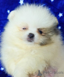 Foto №3. Pomeranian Boo Puppies.. Serbien