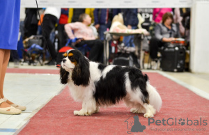 Zusätzliche Fotos: Cavalier King Charles Spaniel-Mädchen