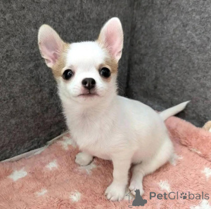 Foto №1. chihuahua - zum Verkauf in der Stadt Antwerpen | Frei | Ankündigung № 165761