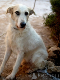 Zusätzliche Fotos: Ein absolut toller Hund Firefly sucht seine Familie!