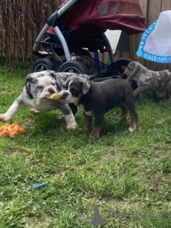 Foto №2 zu Ankündigung № 160010 zu verkaufen englische bulldogge - einkaufen Lettland quotient 	ankündigung