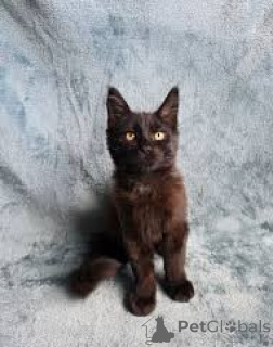 Foto №3. Bombay-Kätzchen zu verkaufen. Finnland