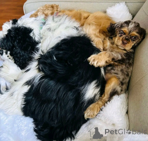 Foto №2 zu Ankündigung № 139039 zu verkaufen amerikanischer cocker spaniel - einkaufen Deutschland quotient 	ankündigung, züchter