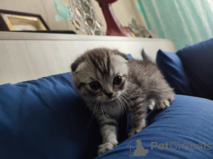 Foto №2 zu Ankündigung № 145860 zu verkaufen schottische faltohrkatze - einkaufen Weißrussland quotient 	ankündigung