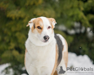 Foto №4. Ich werde verkaufen mischlingshund in der Stadt Москва. quotient 	ankündigung - preis - Frei