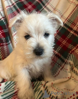 Foto №3. Wunderschöne West Highland Terrier-Welpen. Dominikanische Republik
