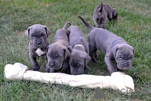 Foto №1. mastino napoletano - zum Verkauf in der Stadt Duisburg | 320€ | Ankündigung № 126467