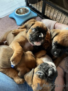 Foto №2 zu Ankündigung № 158928 zu verkaufen deutscher boxer - einkaufen Montenegro quotient 	ankündigung