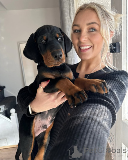 Foto №4. Ich werde verkaufen  in der Stadt Berlin.  - preis - 650€