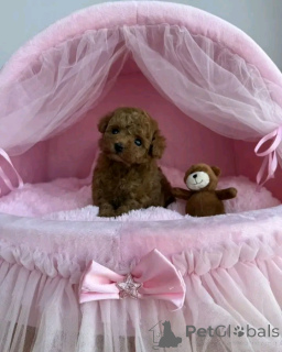 Foto №2 zu Ankündigung № 160058 zu verkaufen mischlingshund - einkaufen Deutschland quotient 	ankündigung, vom kindergarten