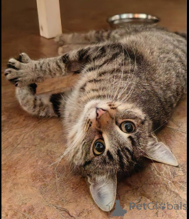 Foto №4. Ich werde verkaufen  in der Stadt Chimki. quotient 	ankündigung - preis - Frei