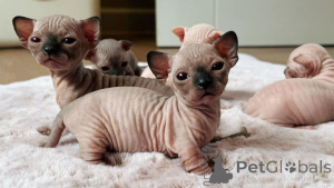 Foto №1. sphynx-katze - zum Verkauf in der Stadt BIENNE | 350€ | Ankündigung № 169318
