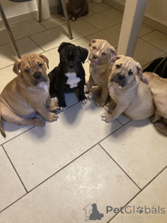 Foto №1. american bulldog - zum Verkauf in der Stadt Pori | 300€ | Ankündigung № 167374