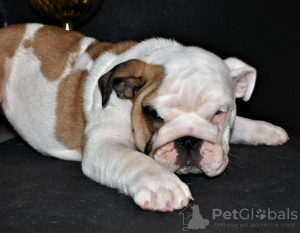 Zusätzliche Fotos: englische Bulldogge