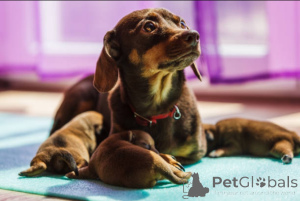 Foto №3. Champion Bludlina Doberman Puppen Reada Forever Homes.. Großbritannien