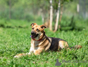 Foto №3. Nehmen Sie Ihren treuen Freund Ram mit nach Hause!. Russische Föderation