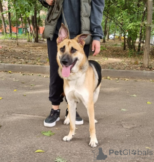 Foto №1. mischlingshund - zum Verkauf in der Stadt Москва | Frei | Ankündigung № 52769