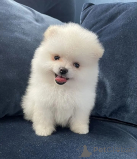 Foto №1. pommersche spitz - zum Verkauf in der Stadt Москва | 140€ | Ankündigung № 139207