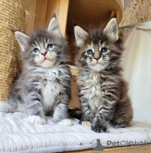 Foto №2 zu Ankündigung № 133033 zu verkaufen maine-coon-katze - einkaufen Deutschland quotient 	ankündigung