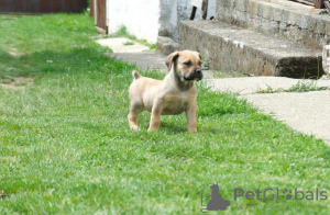 Zusätzliche Fotos: Südafrikanische Boerboel-Mastiff-Welpen