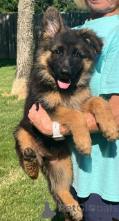 Foto №2 zu Ankündigung № 168018 zu verkaufen deutscher schäferhund - einkaufen Brasilien quotient 	ankündigung