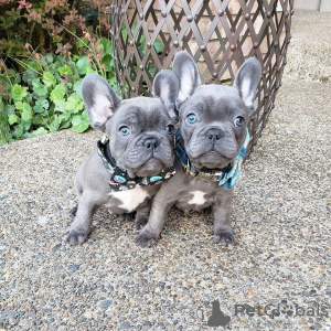 Foto №2 zu Ankündigung № 110347 zu verkaufen französische bulldogge - einkaufen Deutschland züchter