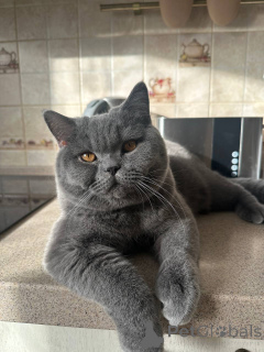 Foto №1. britisch langhaar - zum Verkauf in der Stadt Leipzig | verhandelt | Ankündigung № 165879