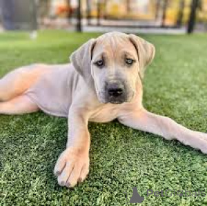 Foto №3. Deutsche Doggenwelpen zu verkaufen. Österreich