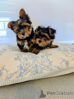 Foto №1. yorkshire terrier - zum Verkauf in der Stadt 'S-Hertogenbosch | 380€ | Ankündigung № 166927