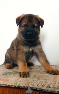 Foto №1. deutscher schäferhund - zum Verkauf in der Stadt Ashdod | 56793286€ | Ankündigung № 58769
