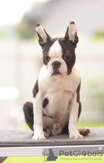 Zusätzliche Fotos: Boston Terrier Wunderschöne Welpen zu verkaufen