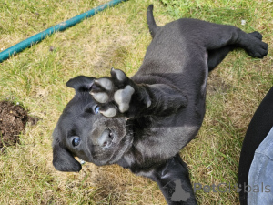 Foto №2 zu Ankündigung № 168902 zu verkaufen labrador retriever - einkaufen Finnland quotient 	ankündigung