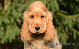 Foto №4. Ich werde verkaufen english cocker spaniel in der Stadt Wien. quotient 	ankündigung, züchter - preis - 700€