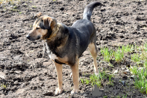 Foto №4. Ich werde verkaufen mischlingshund in der Stadt St. Petersburg.  - preis - Frei