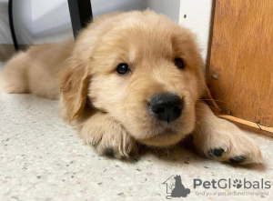 Foto №2 zu Ankündigung № 115369 zu verkaufen golden retriever - einkaufen Kroatien quotient 	ankündigung