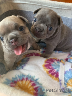 Foto №3. Hausgewohnte Französische Bulldogge Welpen zur Adoption verfügbar. WhatsApp 351. Deutschland