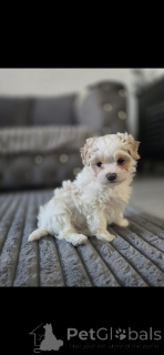 Foto №1. maltipu - zum Verkauf in der Stadt Florida | Frei | Ankündigung № 161246