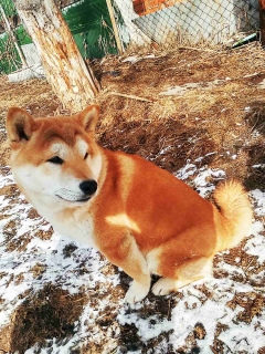 Foto №3. Shiba Inu Boy Show Klasse. Russische Föderation