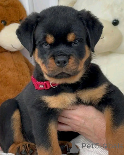 Foto №2 zu Ankündigung № 137178 zu verkaufen rottweiler - einkaufen Deutschland quotient 	ankündigung, züchter