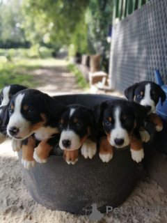Foto №1. appenzeller sennenhund - zum Verkauf in der Stadt Achaern | 350€ | Ankündigung № 171415