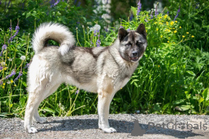 Foto №3. Akita-Mestizo-Hund will wirklich nach Hause!!. Russische Föderation