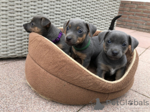 Foto №1. jack russell terrier - zum Verkauf in der Stadt Danderyd | 850€ | Ankündigung № 168383