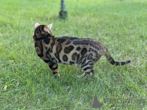 Zusätzliche Fotos: Wunderschöne Bengalkatze GrandInterChampion der Rasse