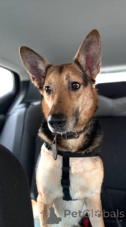 Foto №3. Der Hund Semyon sucht ein neues Zuhause!. Russische Föderation