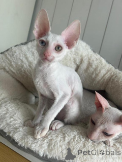 Foto №1. cornish rex - zum Verkauf in der Stadt Detmold | 350€ | Ankündigung № 173521