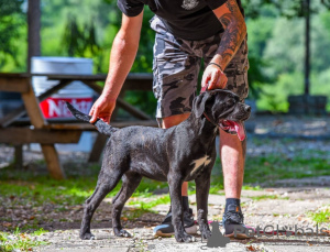 Foto №3. Cane Corso Hündin. Serbien