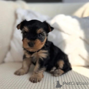 Foto №3. Lernen Sie diesen entzückenden kleinen Yorkie-Jungen kennen, ein Bündel voller. Deutschland